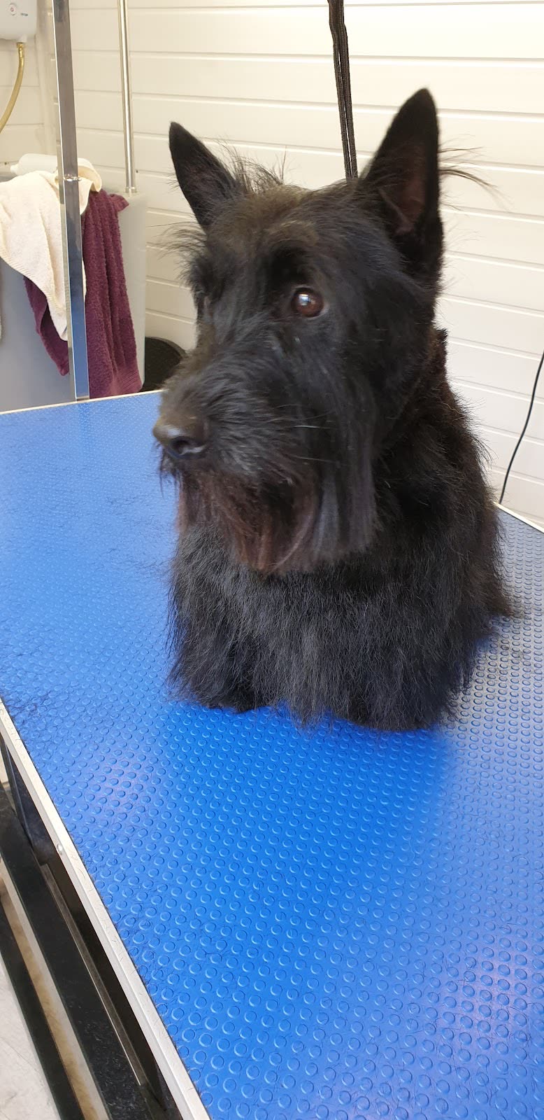 A freshly groomed black Scottish Terrier on the blue grooming table in the salon