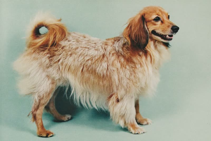 A long-coated dog standing after a full groom