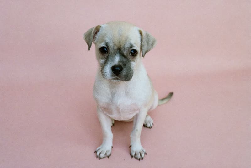A puppy sitting quietly before its first groom