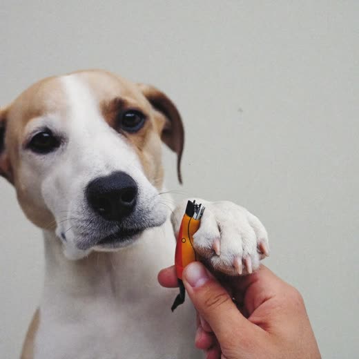 A dog's paw held for nail clipping