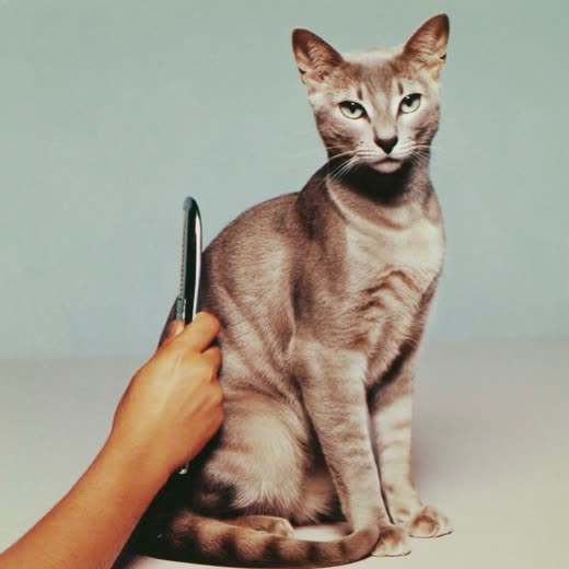 A calmly groomed cat